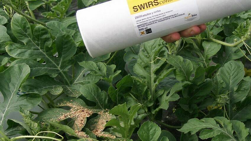 Agrobio Sueltas de acaros depredadores en cucurbitaceas copia (2)|Blog-Agrobio-pulgones-planta-lobularia (2)|Agrobio-Amblyseius|Agrobio-Orius|AgroBio-Phytoseiulus|Agrobio-Aphidius